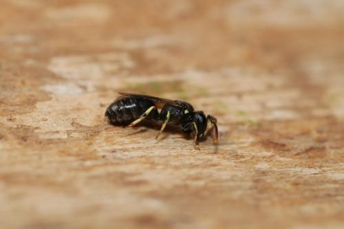 Réf. 334 429 : Hylaeus dilatatus